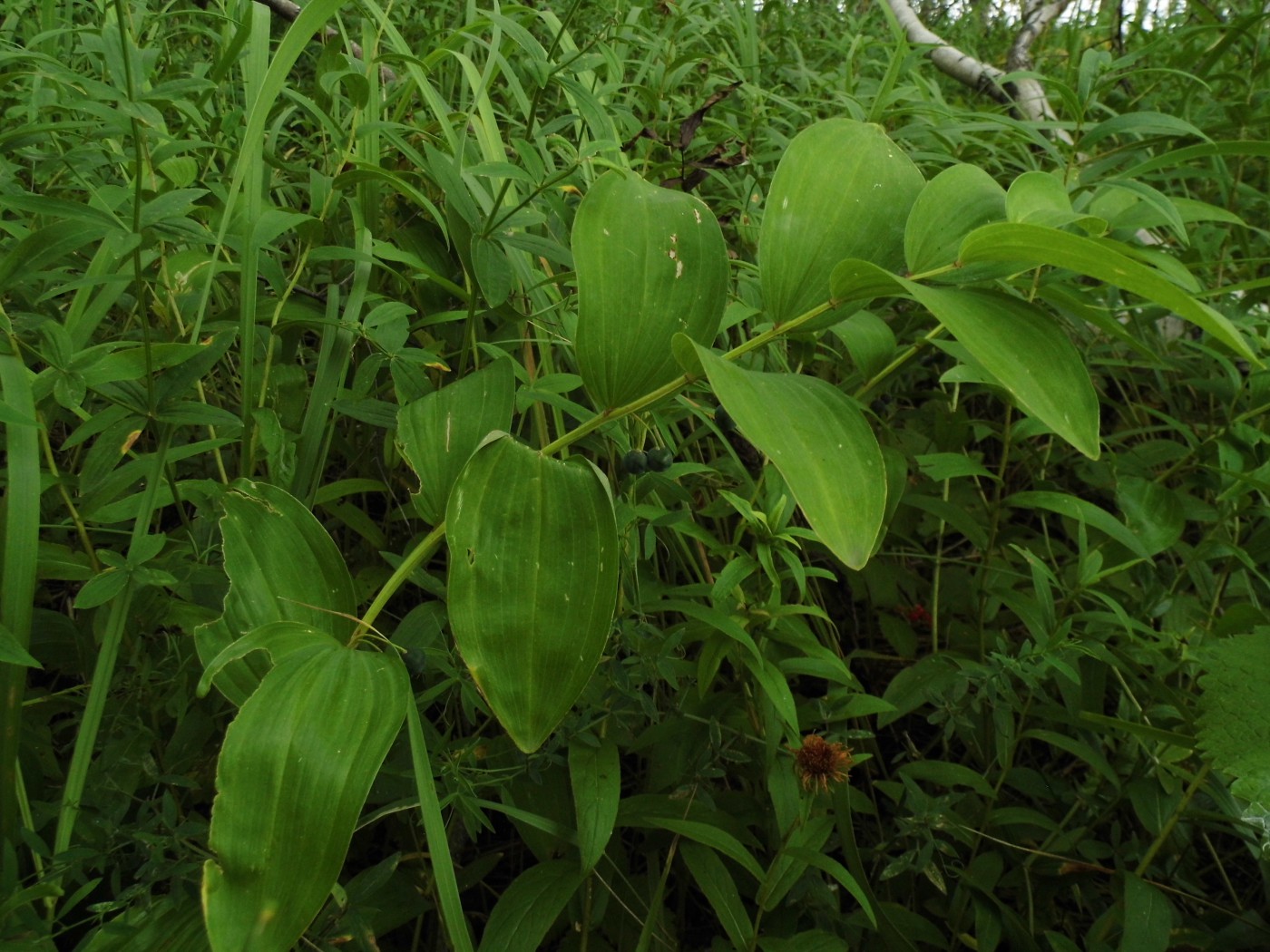 Image of Polygonatum odoratum specimen.