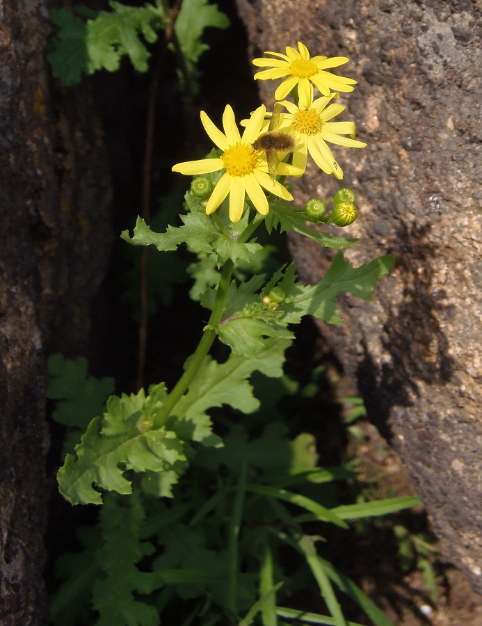 Image of Senecio vernalis specimen.