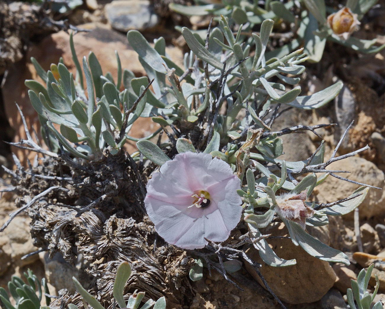 Image of Convolvulus tragacanthoides specimen.