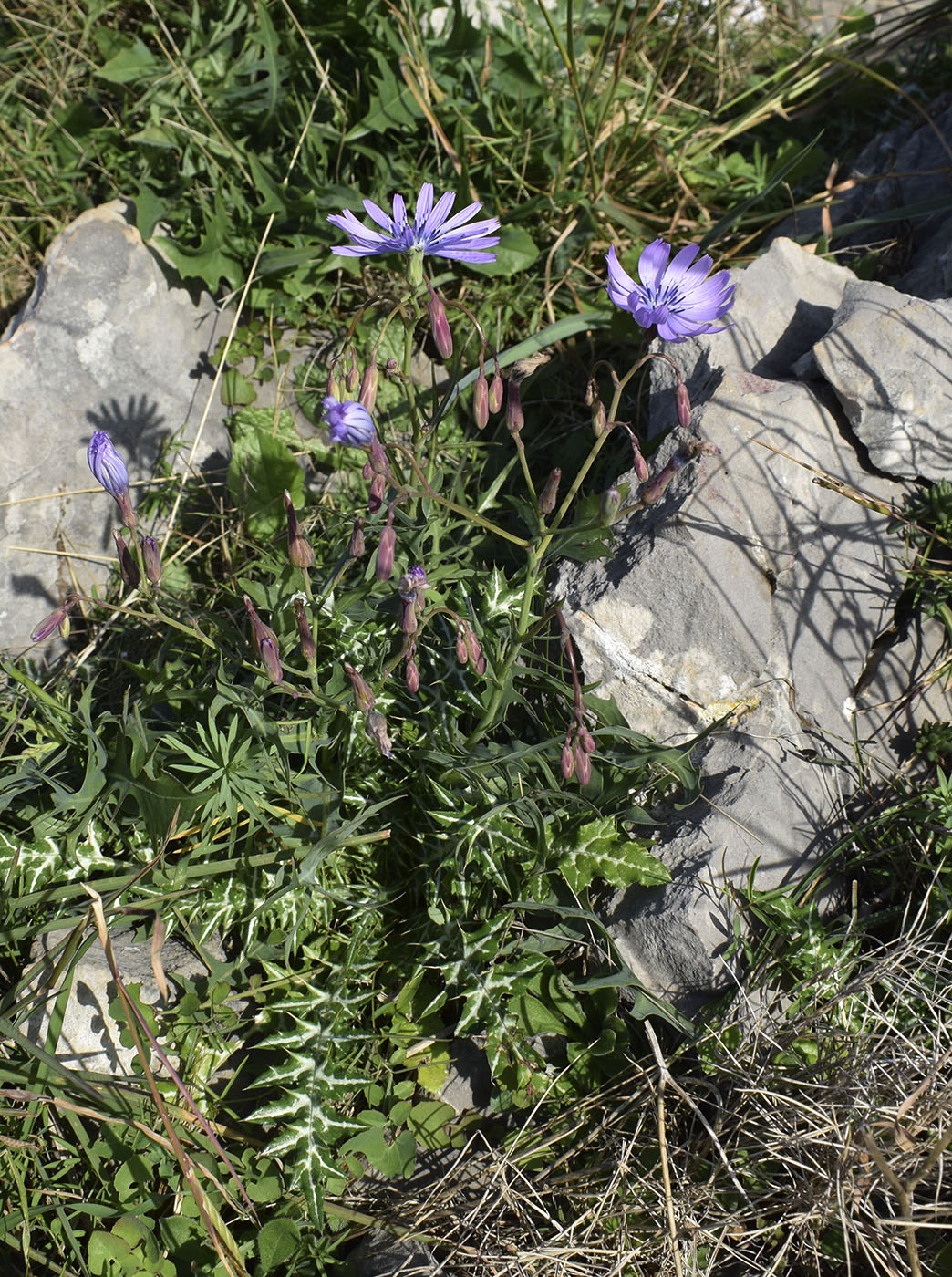 Image of Lactuca perennis specimen.