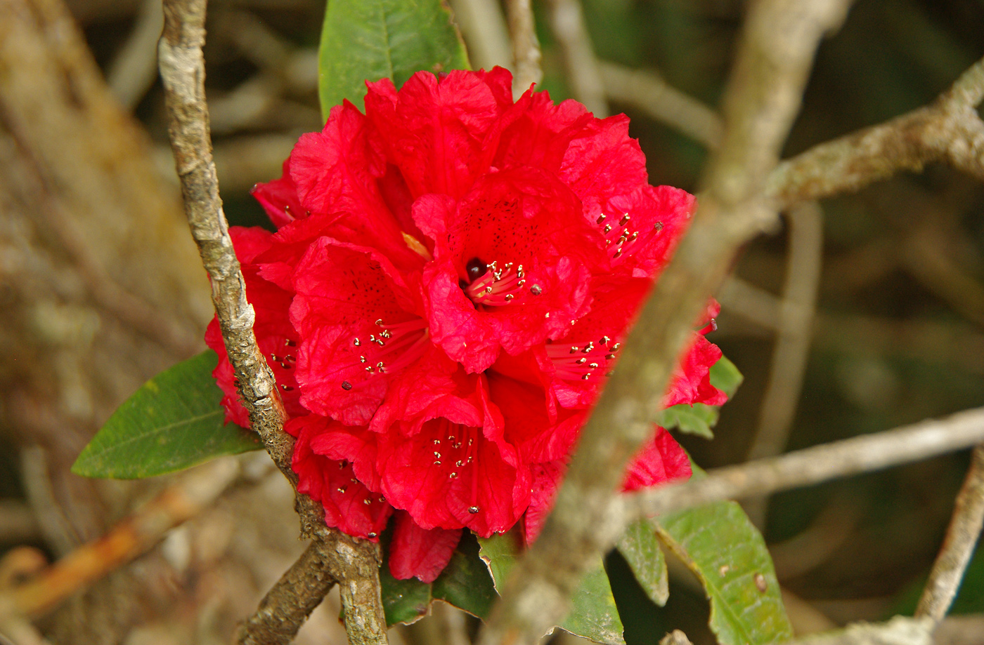 Image of Rhododendron arboreum specimen.