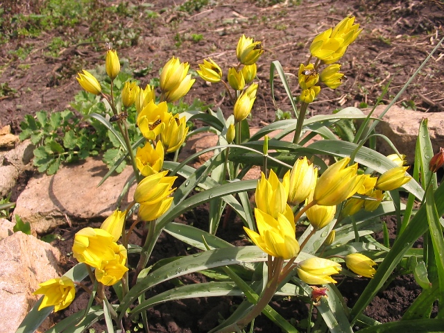 Image of Tulipa ophiophylla ssp. bestashica specimen.