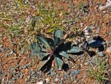 Goniolimon speciosum. Расцветающее растение. Монголия, аймак Увс, перевал Оготор-Хамар-Даваа, ≈ 2100 м н.у.м., сухой склон. 12.06.2017.