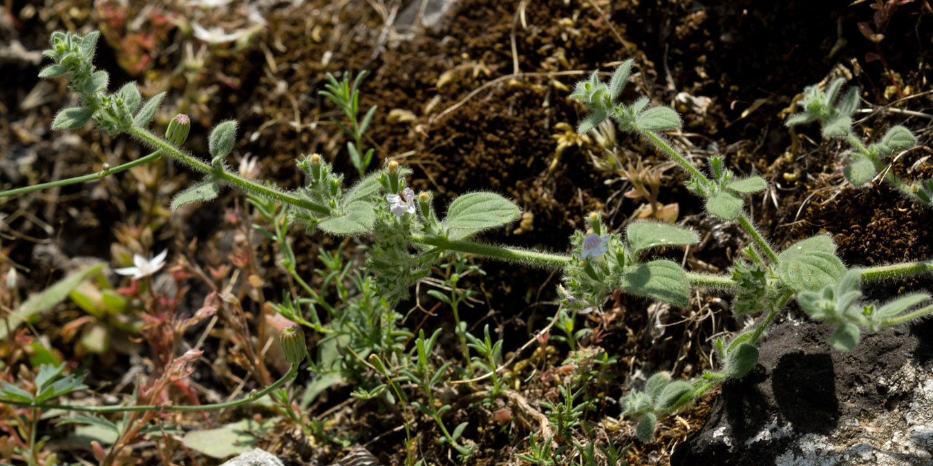 Изображение особи Clinopodium creticum.