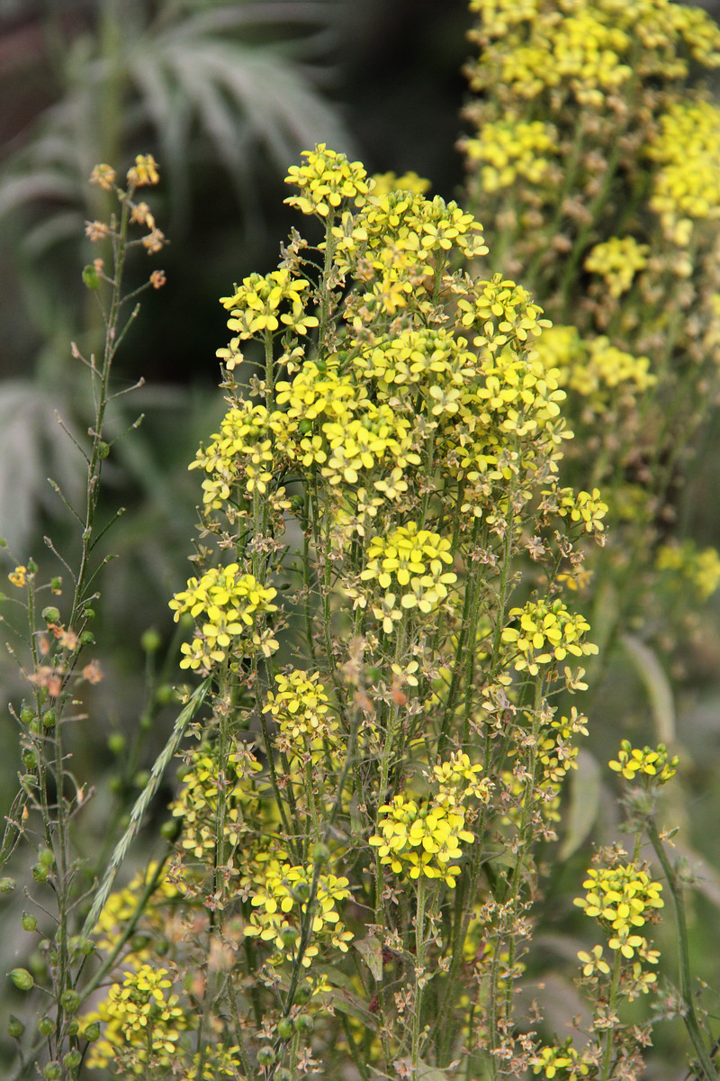 Image of Bunias orientalis specimen.