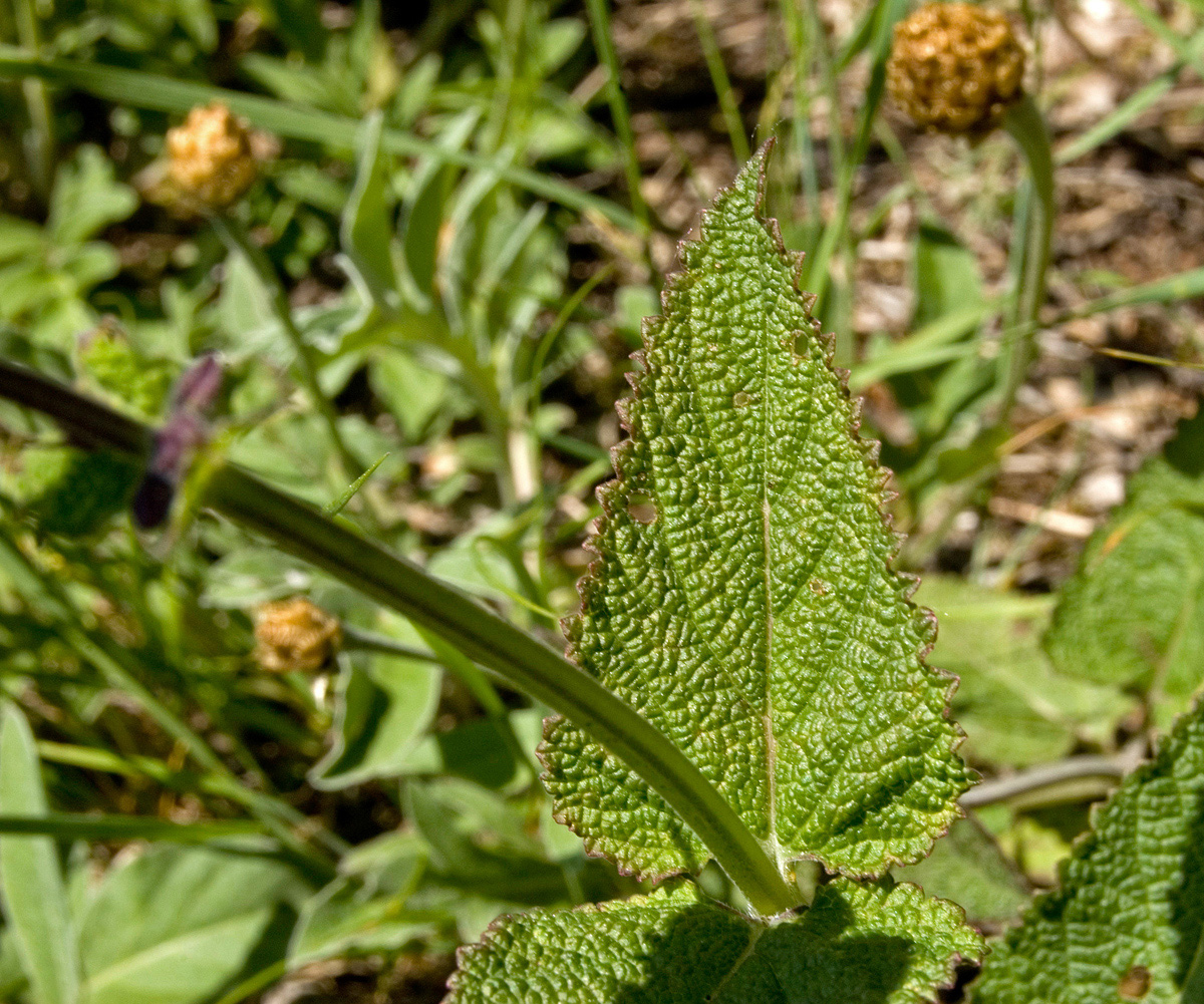 Image of Salvia tesquicola specimen.