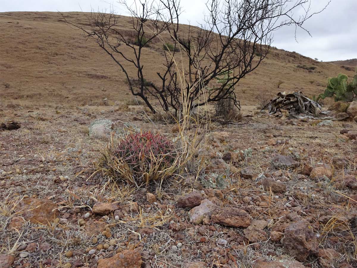 Image of Ferocactus latispinus specimen.