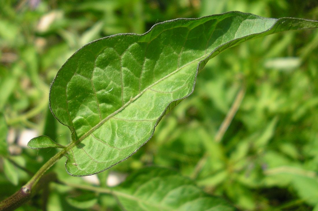 Изображение особи Solanum dulcamara.