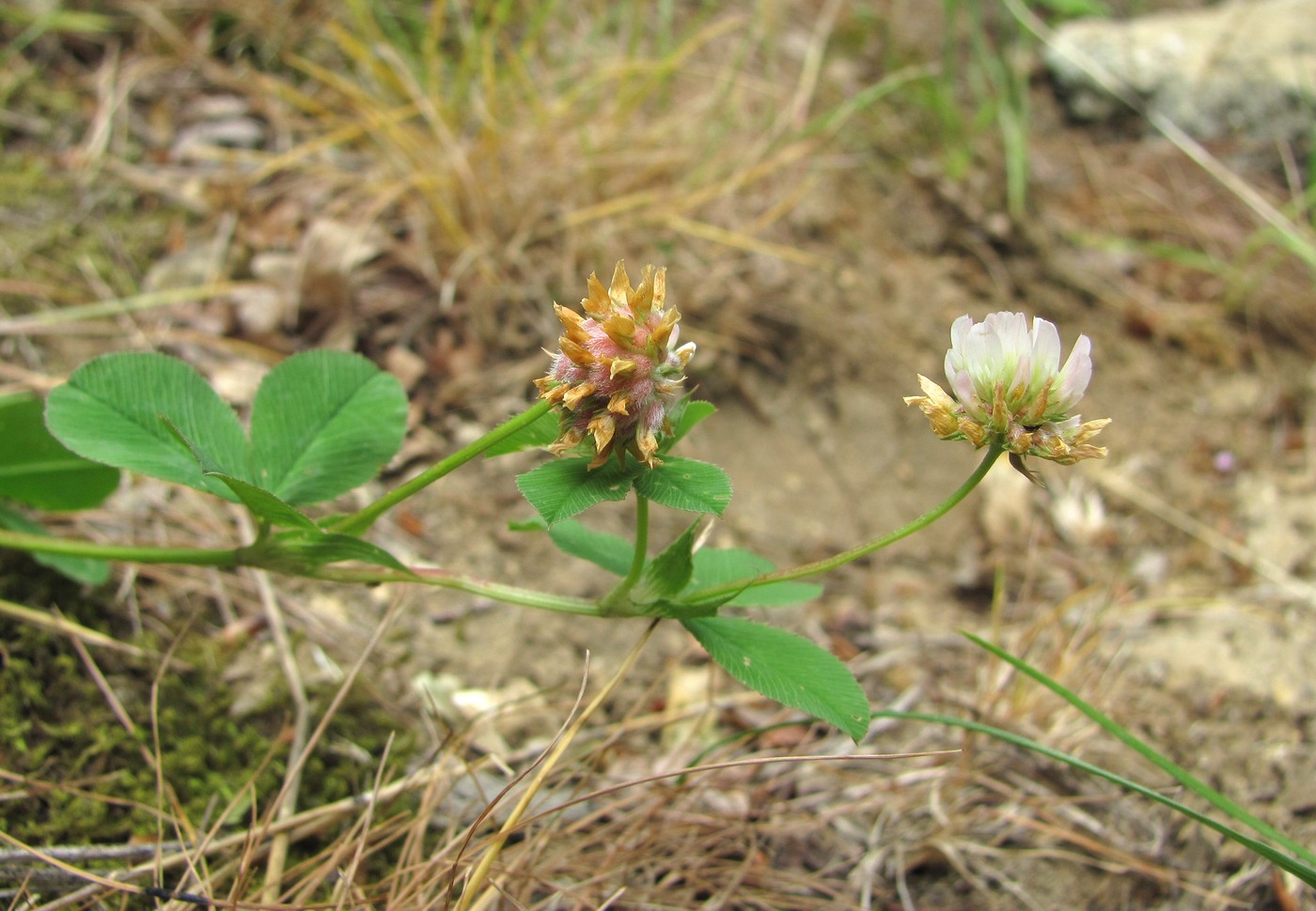 Image of Trifolium tumens specimen.