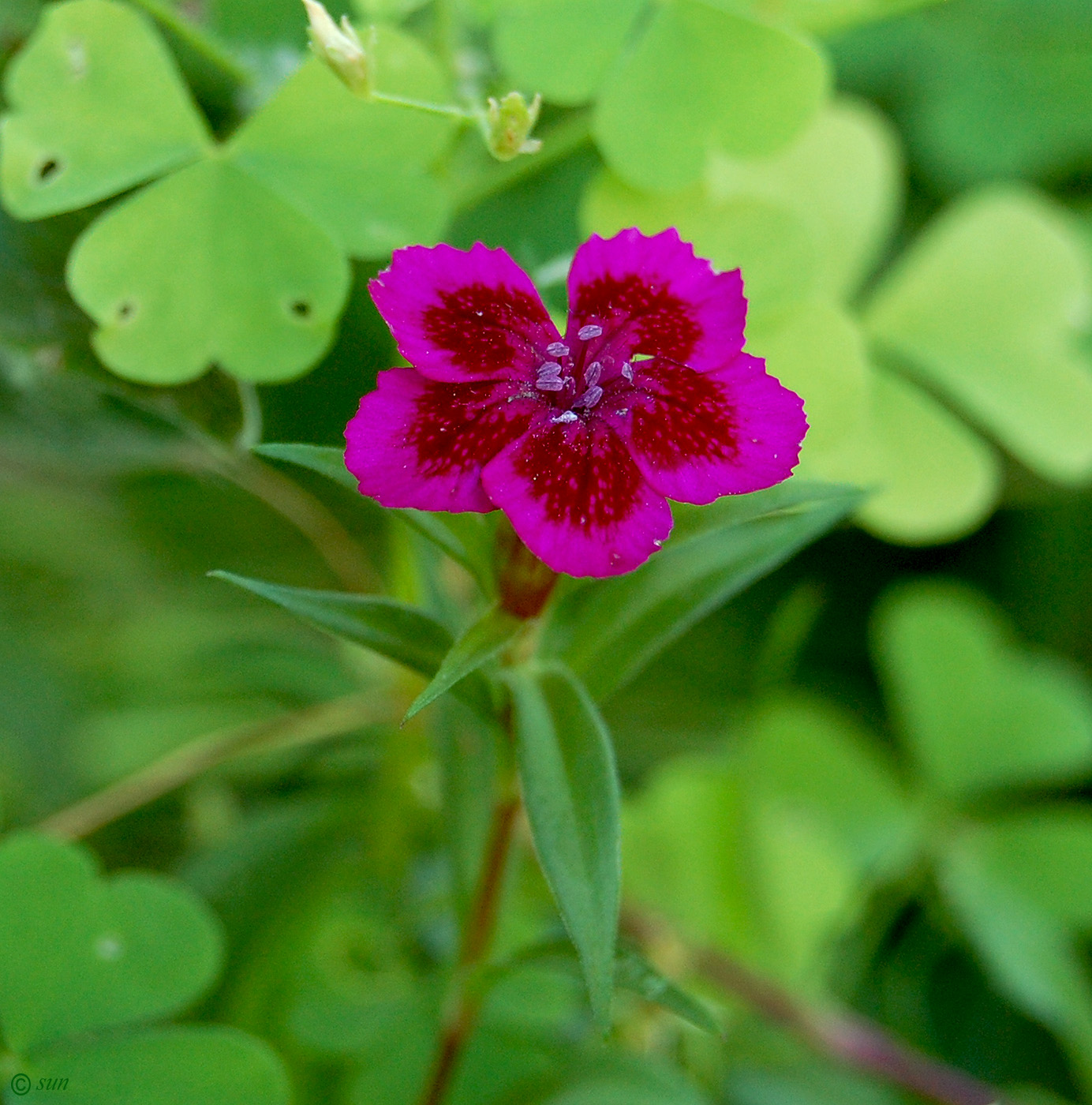 Изображение особи Dianthus barbatus.