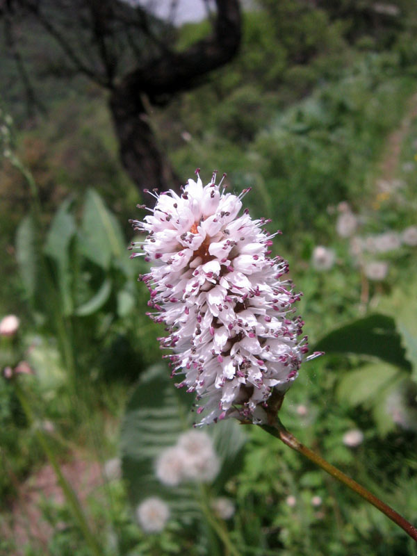 Image of Bistorta elliptica specimen.