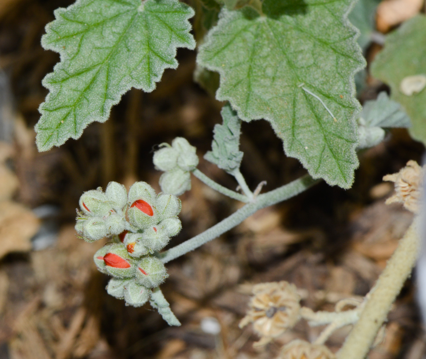 Image of Sphaeralcea grossulariifolia specimen.