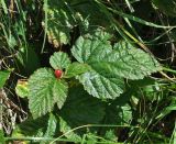 Rubus saxatilis. Плодоносящее растение. Грузия, Казбегский муниципалитет, окраина с. Степанцминда, зап. склон горы Куро, травянистый склон. 31.07.2018.