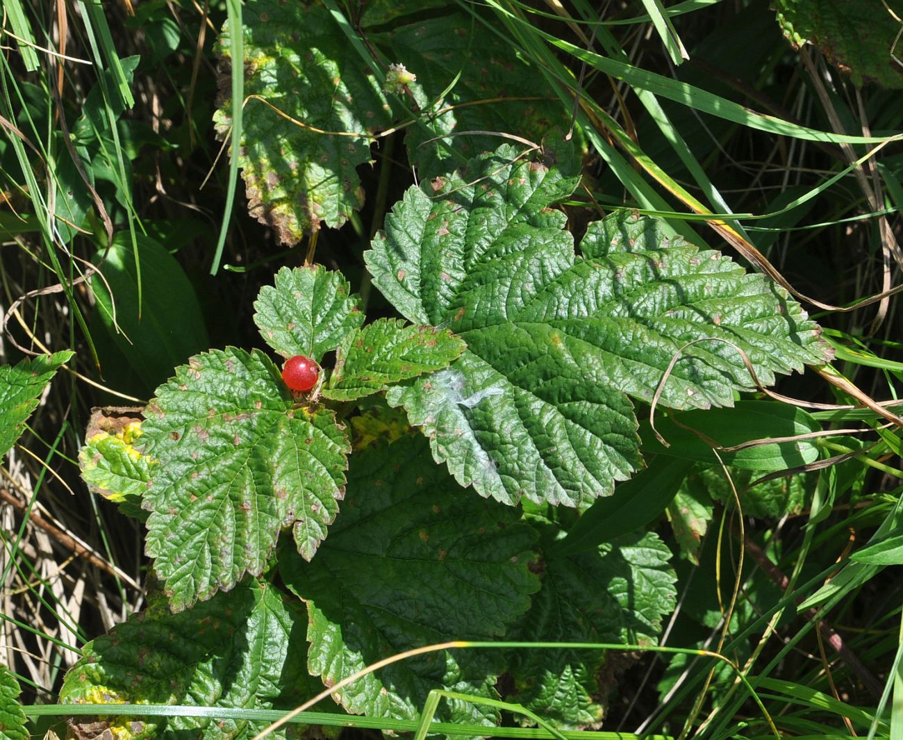 Image of Rubus saxatilis specimen.