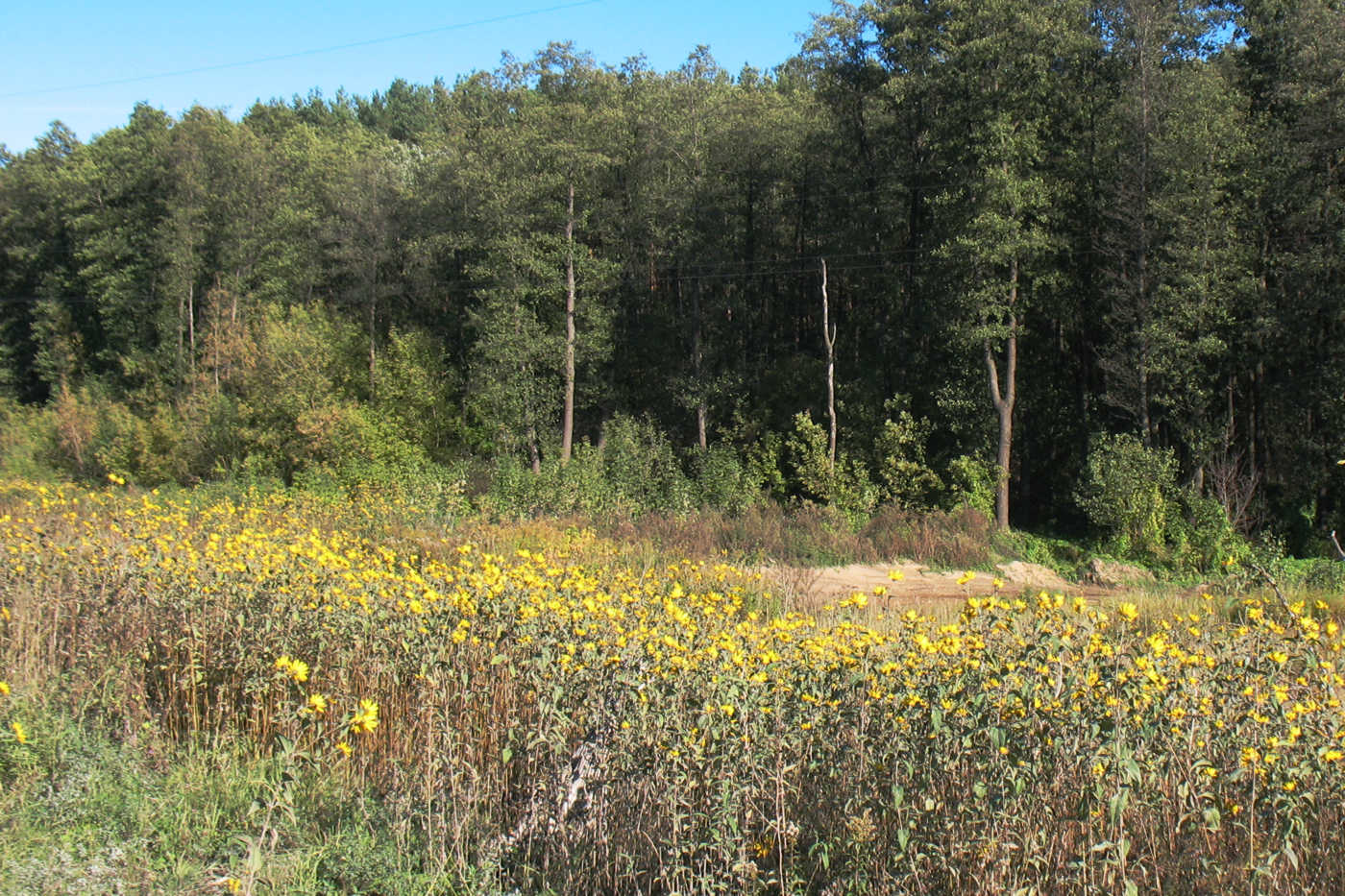 Изображение особи Helianthus subcanescens.