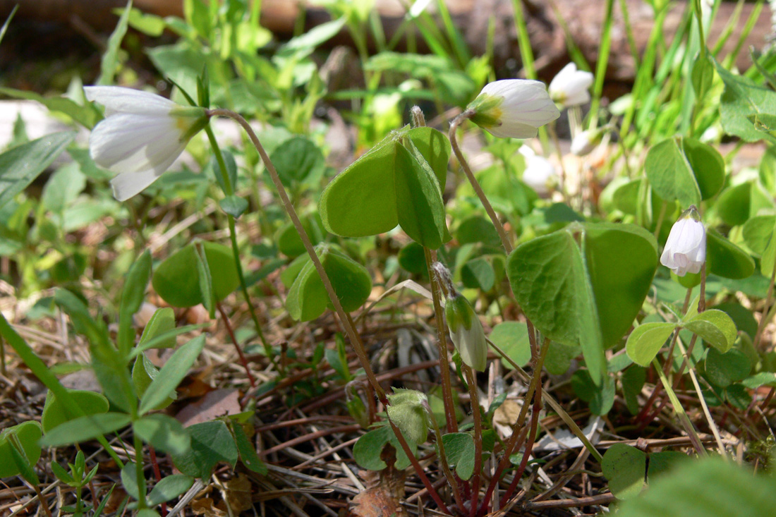 Изображение особи Oxalis acetosella.