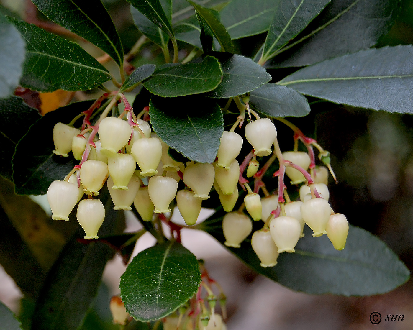 Изображение особи Arbutus unedo.