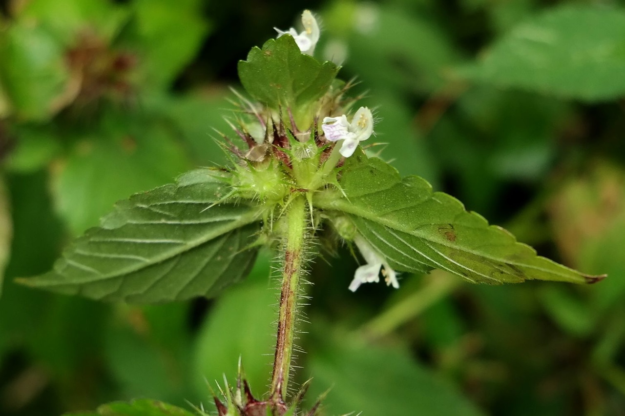 Изображение особи Galeopsis bifida.