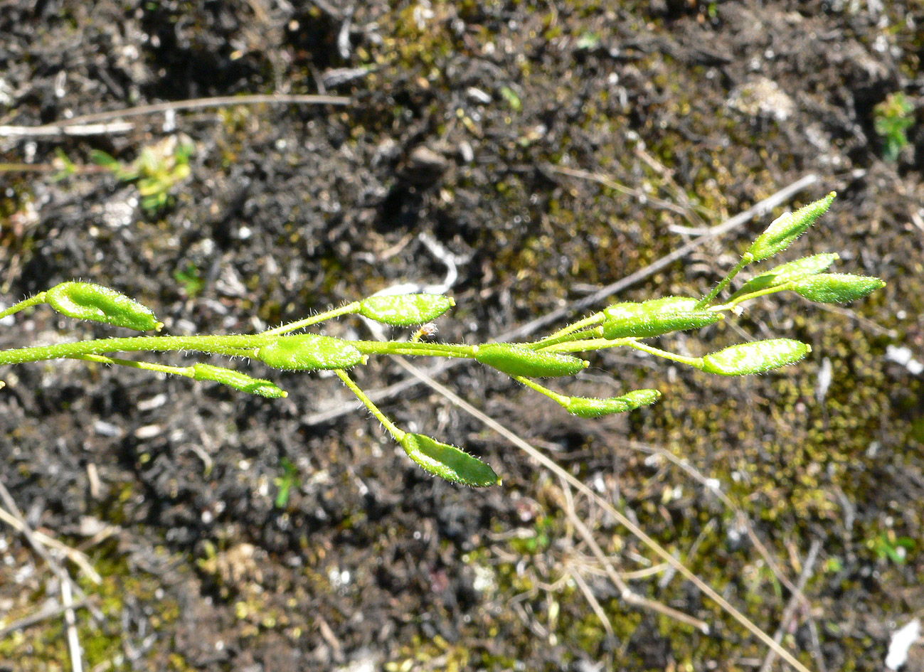 Image of genus Draba specimen.