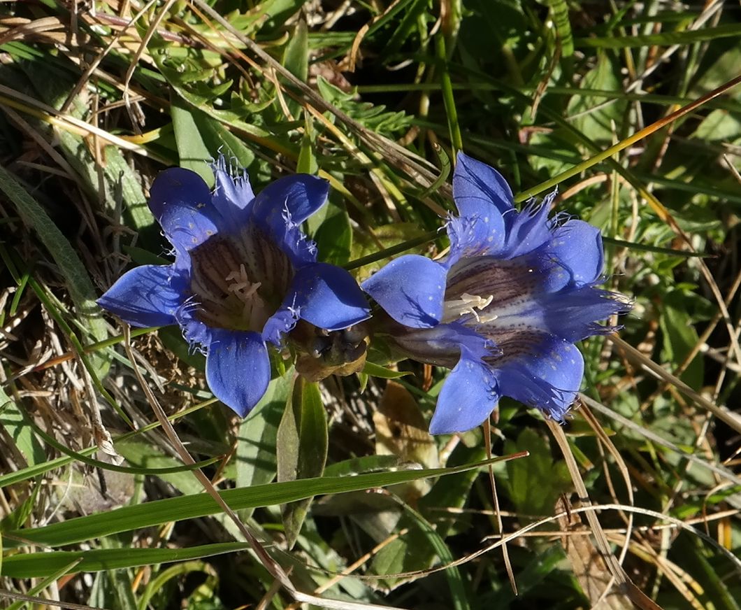 Изображение особи Gentiana septemfida.