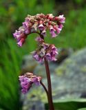 Bergenia crassifolia. Соцветие. Алтай, Катунский хребет, долина р. Куйгук, ≈ 2000 м н.у.м., каменистый участок субальпийского луга. 05.07.2018.