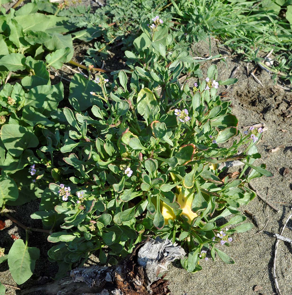 Изображение особи Cakile maritima ssp. integrifolia.