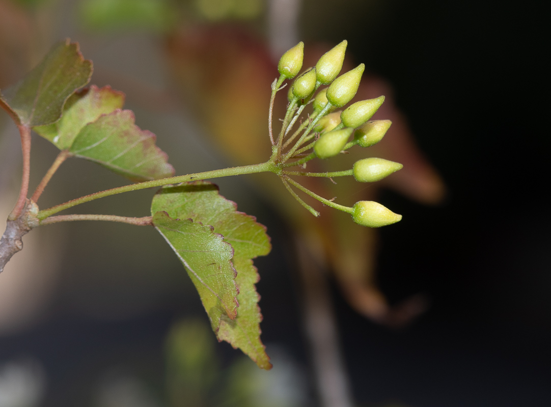 Изображение особи Dombeya kirkii.