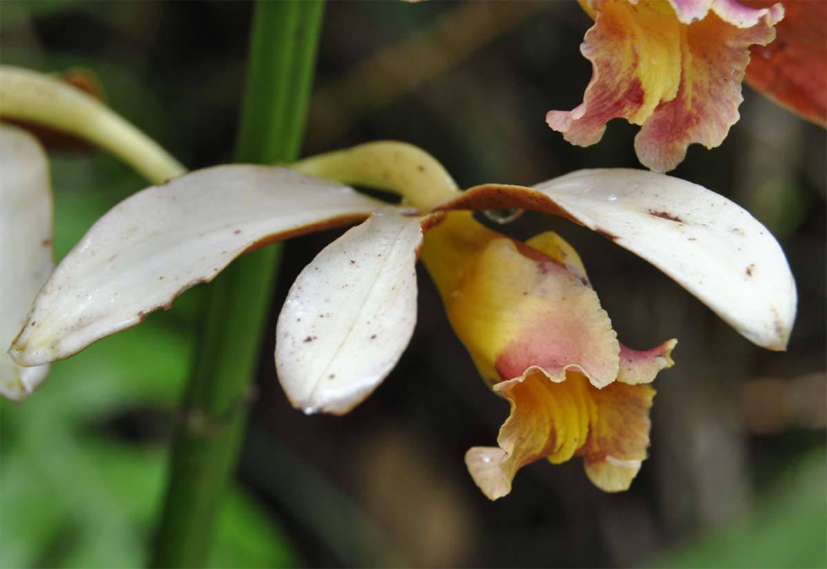 Image of Phaius callosus specimen.