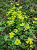 Chrysosplenium alternifolium. Цветущие растения. Санкт-Петербург, Пушкинский р-н, г. Павловск, Павловский парк. 05.05.2019.