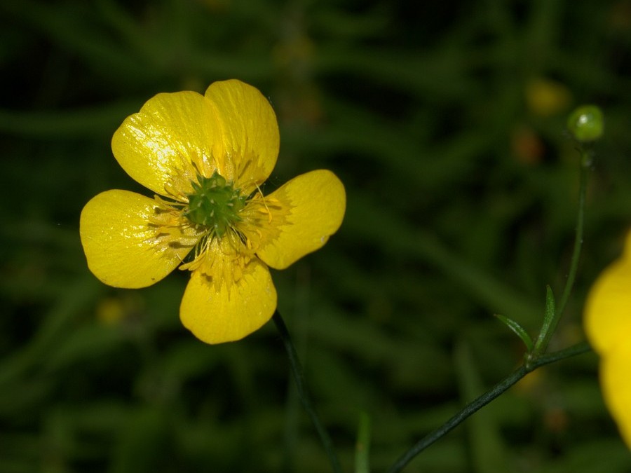 Изображение особи Ranunculus glabriusculus.