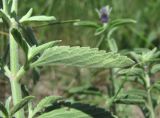 Nepeta cyanea