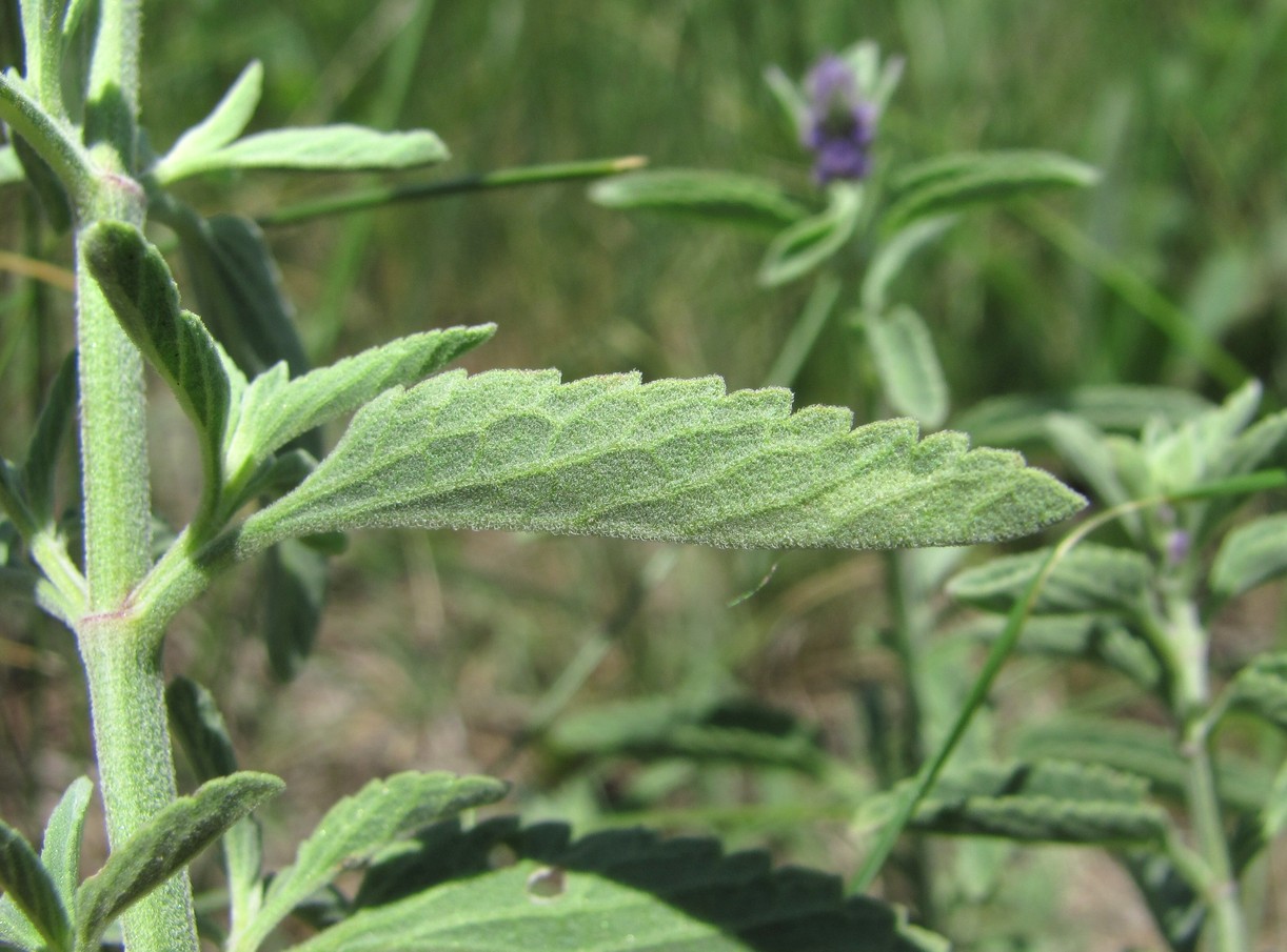 Image of Nepeta cyanea specimen.