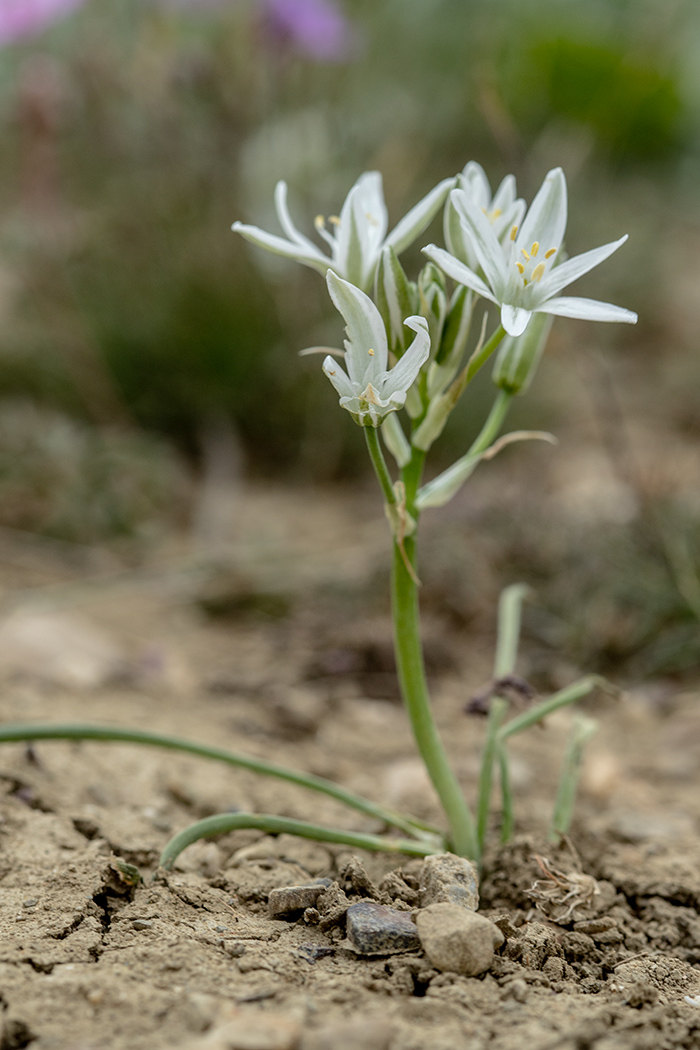 Изображение особи Ornithogalum navaschinii.