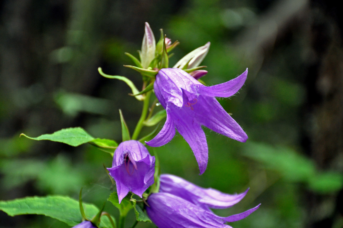 Image of Campanula latifolia specimen.