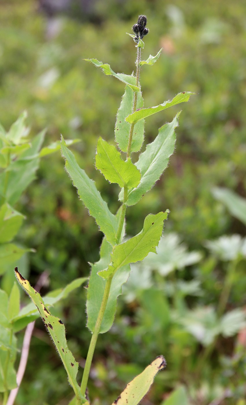 Изображение особи Hieracium pseuderectum.