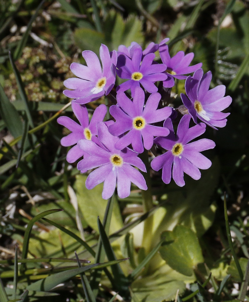 Image of Primula algida specimen.