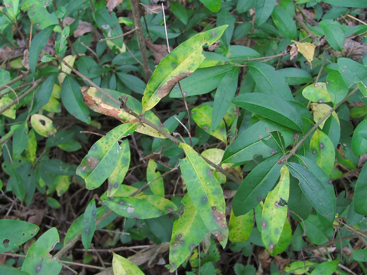 Image of Ligustrum vulgare specimen.