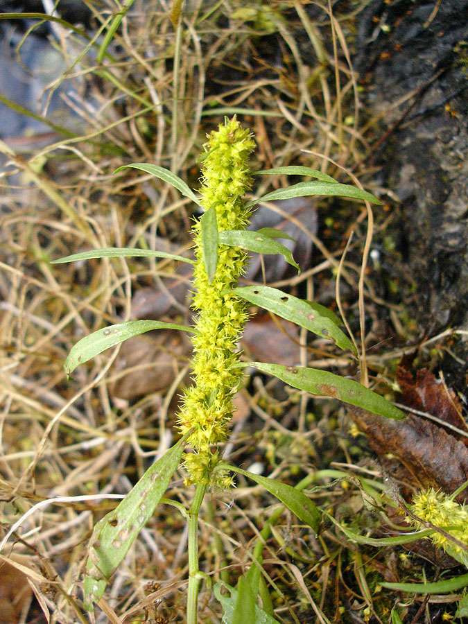 Image of Rumex maritimus specimen.