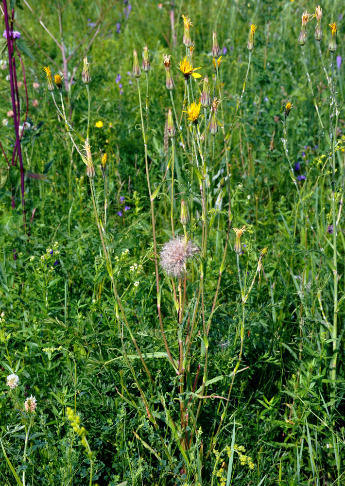 Image of genus Tragopogon specimen.