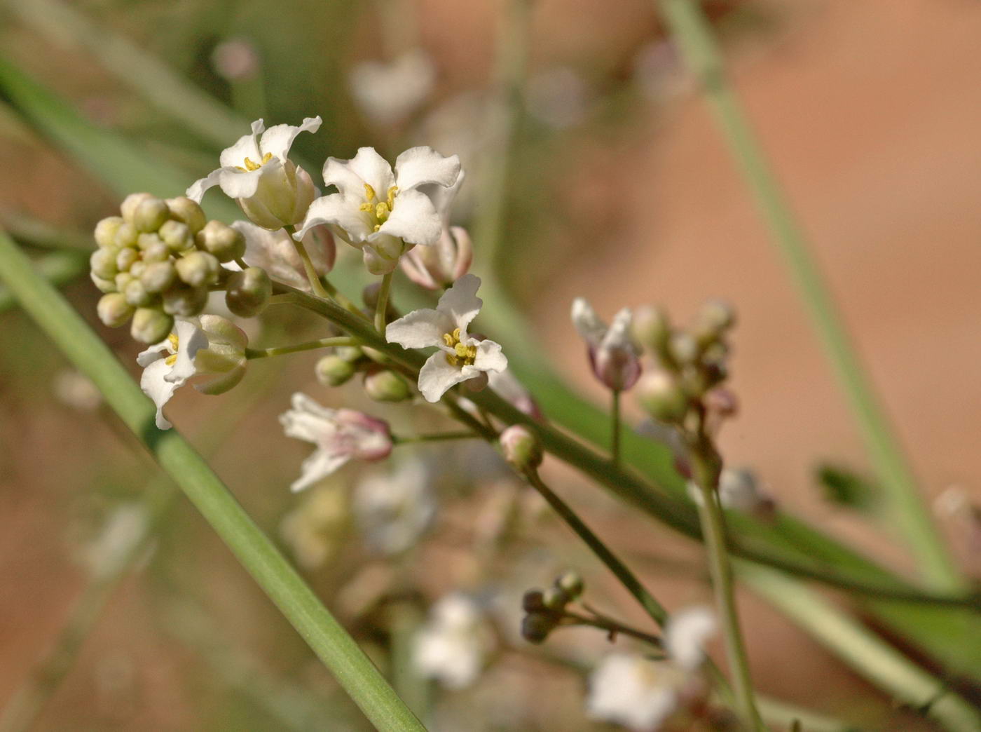 Изображение особи Crambe edentula.