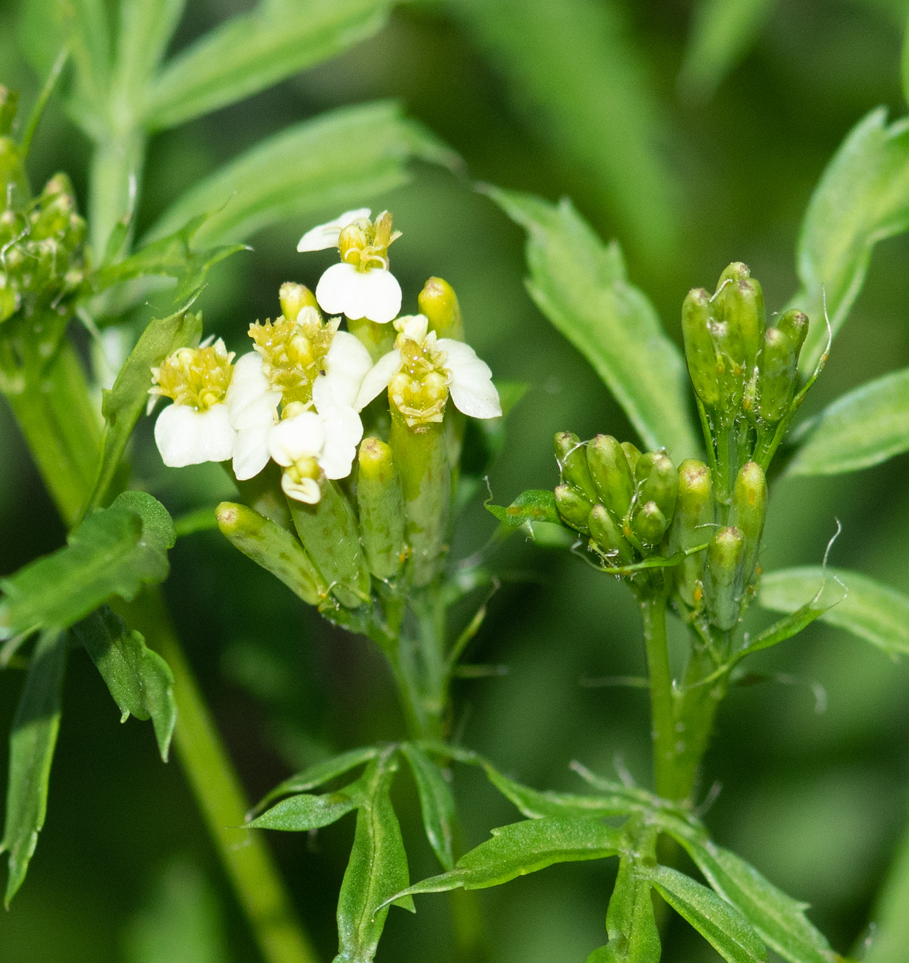 Image of Tagetes minuta specimen.