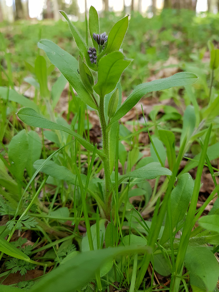 Image of Myosotis sylvatica specimen.