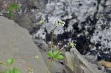 Ligusticum scoticum. Верхушка цветущего растения. Приморский край, окр. Владивостока, о. Русский, скалистый берег моря. 05.07.2020.