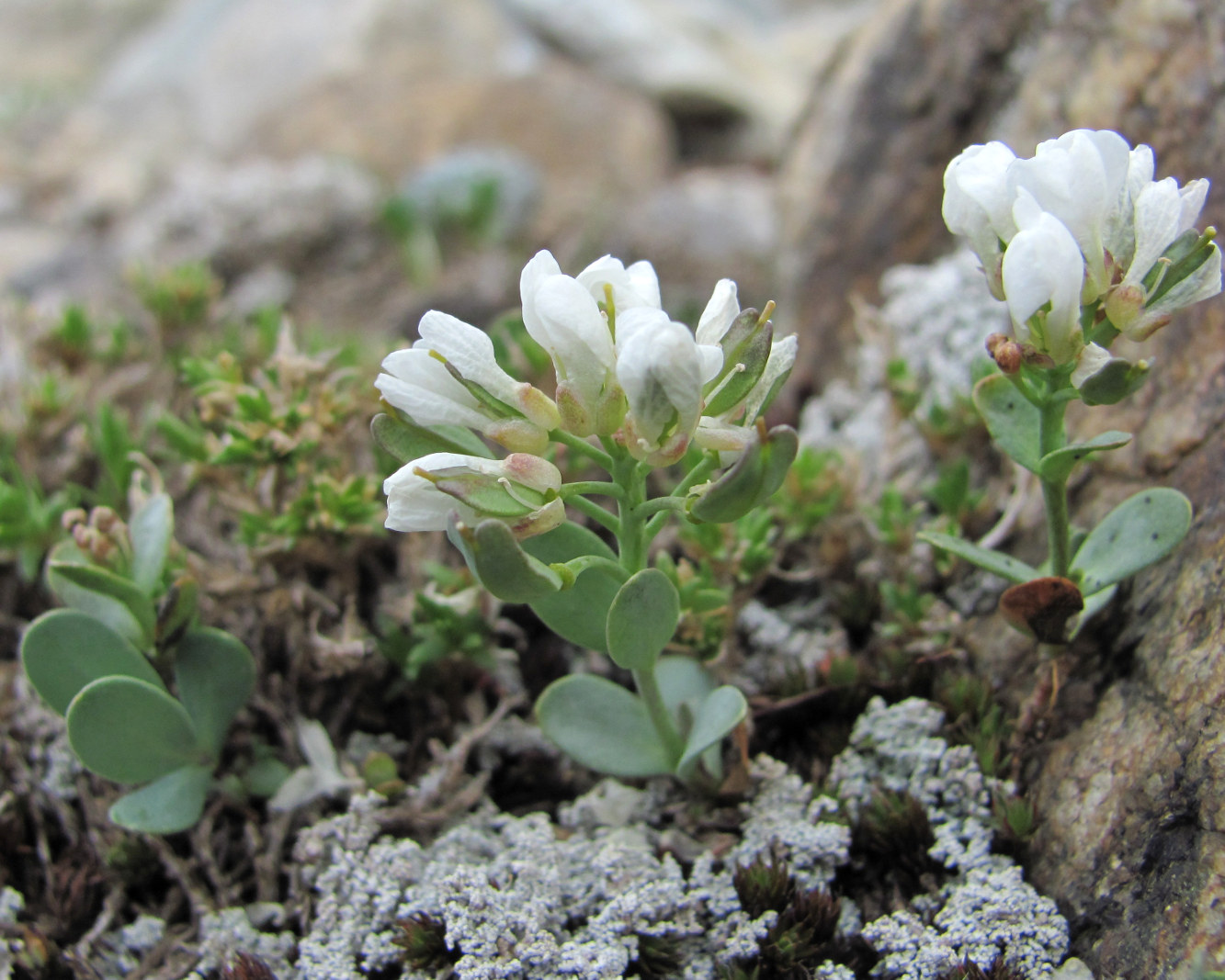 Image of Eunomia rotundifolia specimen.