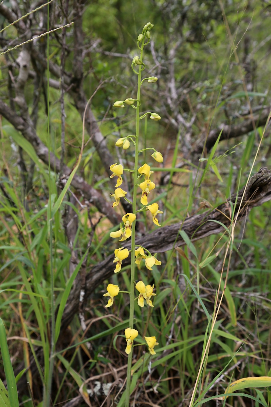 Image of Eulophia speciosa specimen.