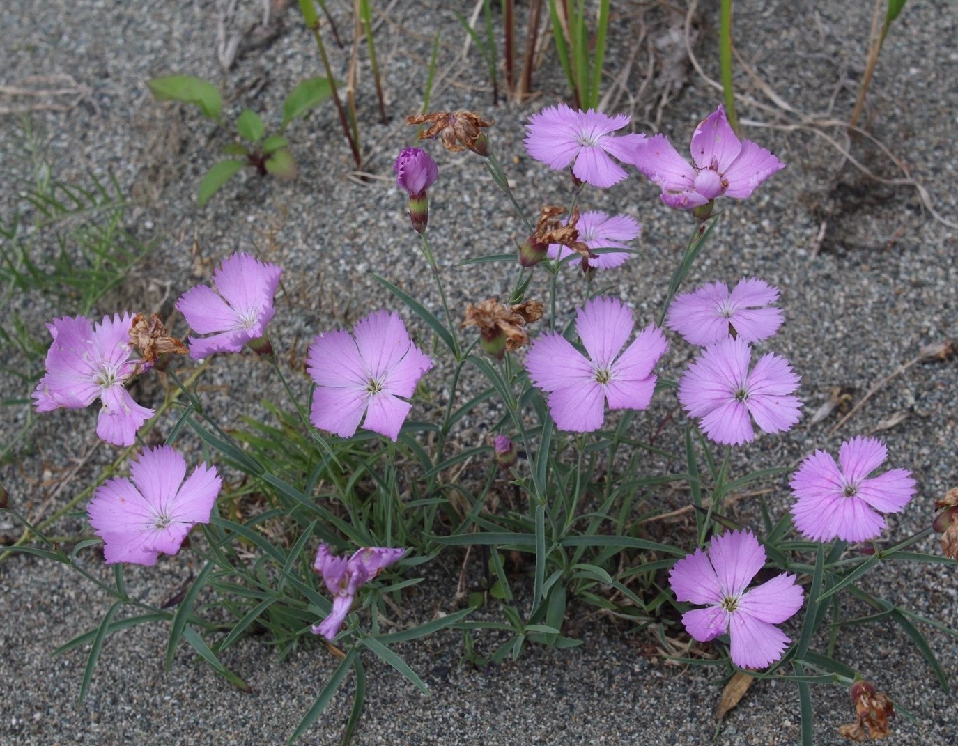 Изображение особи Dianthus repens.