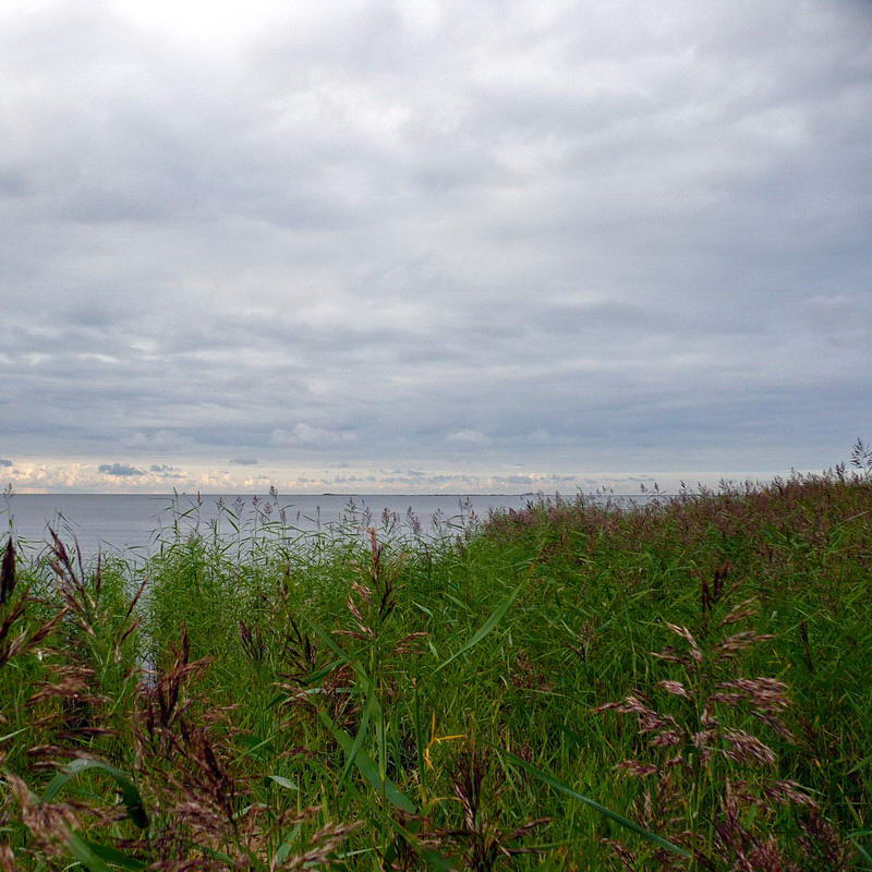 Изображение особи Phragmites australis.