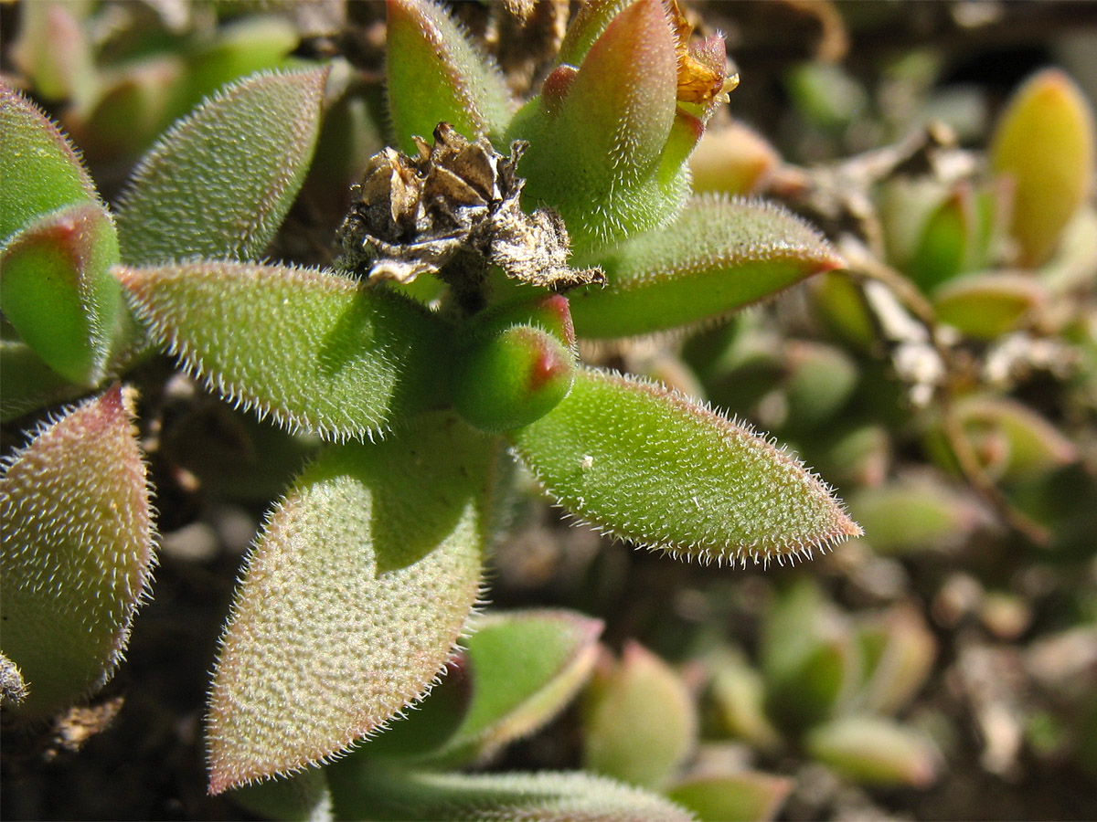 Image of familia Aizoaceae specimen.