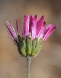 Bellis sylvestris. Распускающееся соцветие. Испания, автономное сообщество Каталония, провинция Жирона, комарка Баш Эмпорда, муниципалитет Тороэлья-де-Монгри, долина Санта-Катерина, расчищенная гаррига. 25.10.2020.