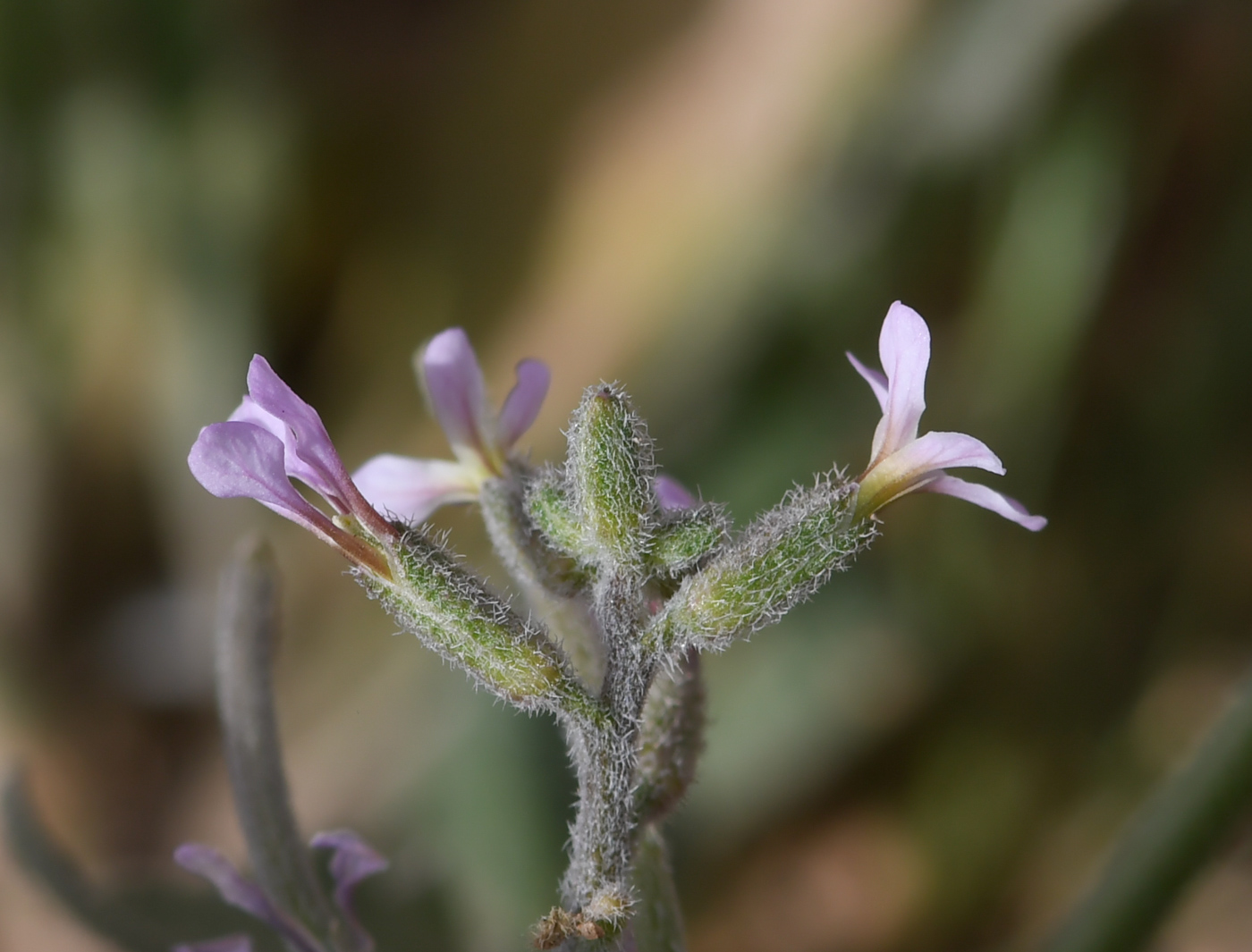 Изображение особи Strigosella africana.